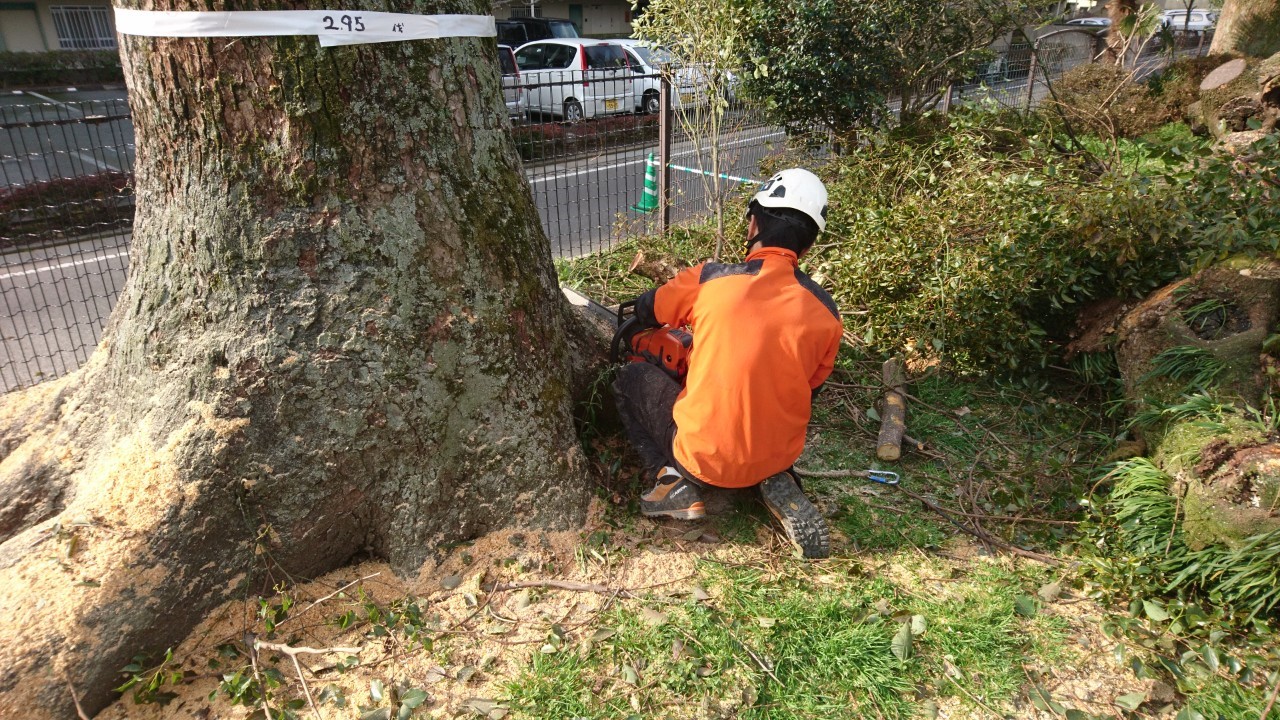 地際で最後の吊り切りを行う代表山本